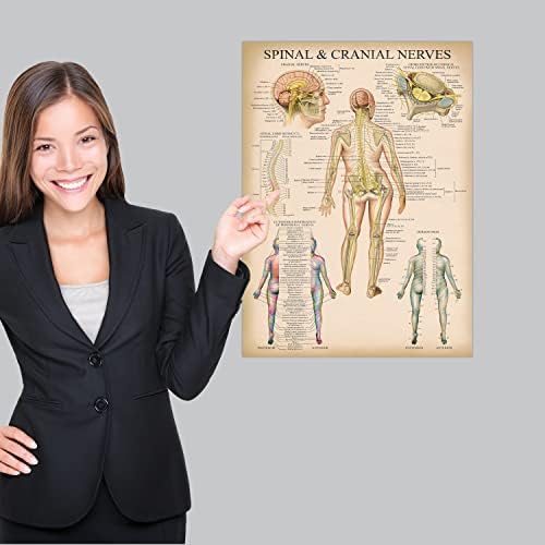 19 Pack - Vintage Anatómia Plakátok - Laminált - Izom -, Csontváz -, Gyomor -, Légzőszervi, Keringési,