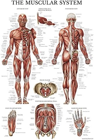 Palota Tanulási 3 Csomag a Periódusos rendszer az Elemek Poszter [Fehér] + Izmos & csontrendszer Anatómia
