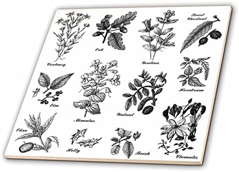 3dRose Régi Botanikus Növények, Fák, Virágok, Tölgy, Szil Gyertyán Bükk Centaury - Csempe (ct-364640-7)
