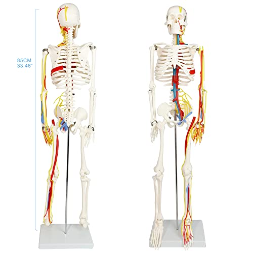 Evotech Mini Emberi Csontváz Modell Adottságok, 33.5 1/2 Élet Méret Emberi Csontváz Modell, Idegek, Erek